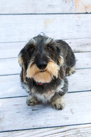 LAJH.Dogs.10.10.23_-011