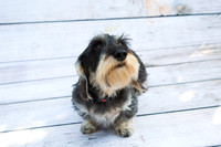 LAJH.Dogs.10.10.23_-010