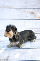 LAJH.Dogs.10.10.23_-008