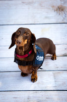 LAJH.Dogs.10.10.23_-004