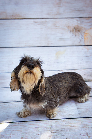 LAJH.Dogs.10.10.23_-007