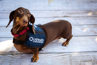 LAJH.Dogs.10.10.23_-006