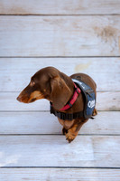 LAJH.Dogs.10.10.23_-002