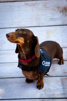 LAJH.Dogs.10.10.23_-005