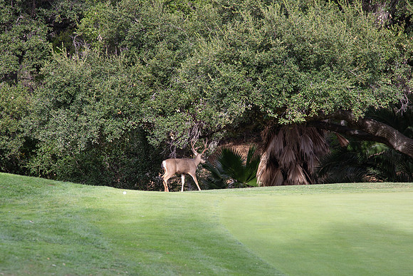 Guardians..Golf.11.13.23_-042