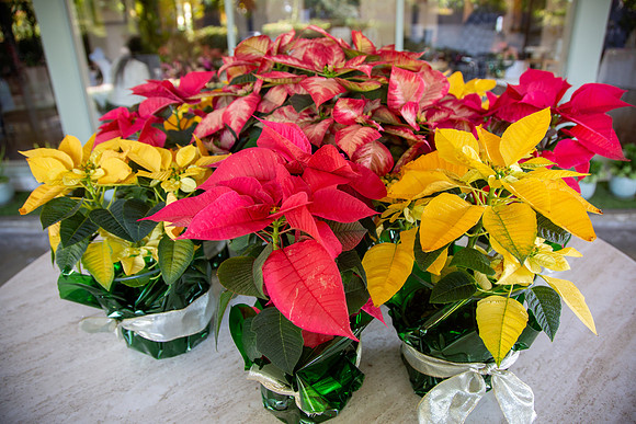 BHWC.Holiday.12.6.23_-011