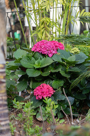 BHWC.Veranda.4.24.25_-122